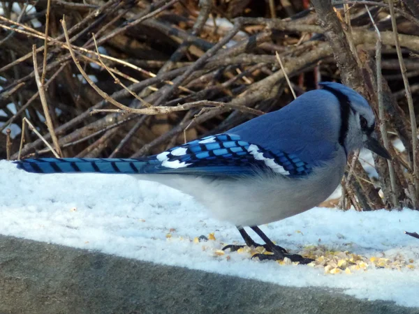 Uccello Azzurro Seduto Sulla Neve Mangia Semi — Foto Stock