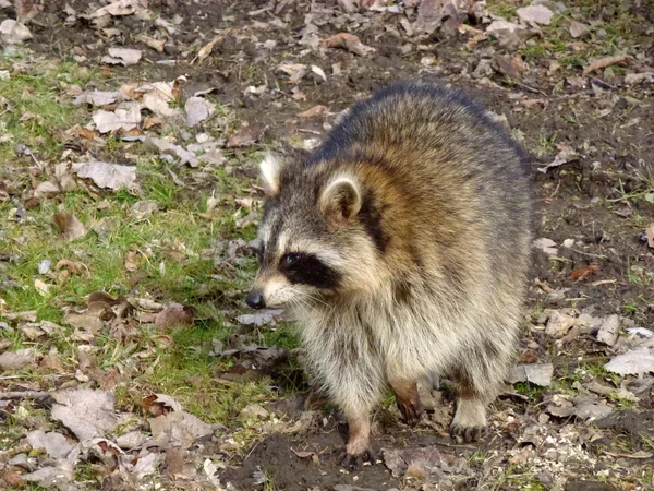 El mapache en el bosque —  Fotos de Stock