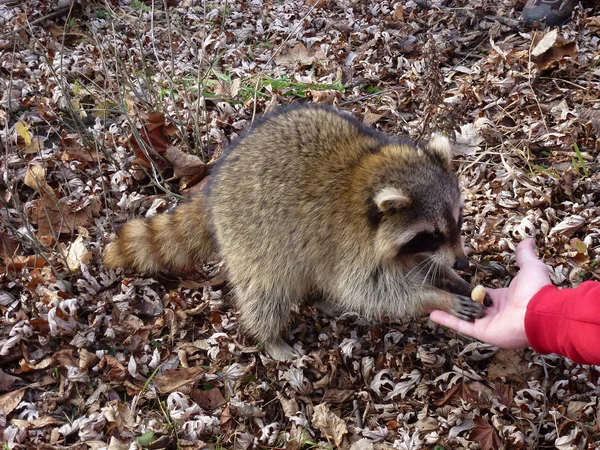 Der fressende Waschbär — Stockfoto