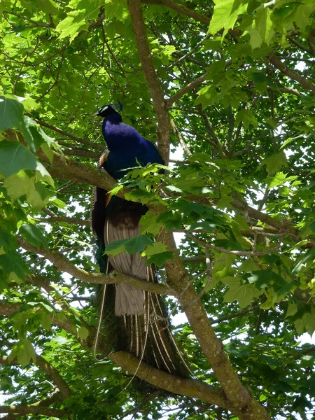 Peacock Sitting Tree — Stock Photo, Image