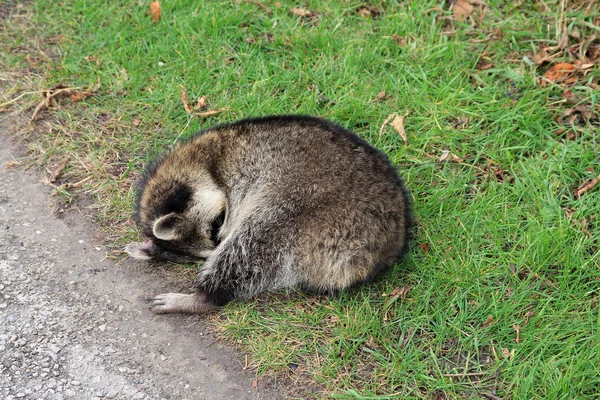 Der schlafende Waschbär — Stockfoto