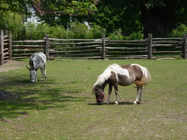 El caballo y el burro — Foto de Stock