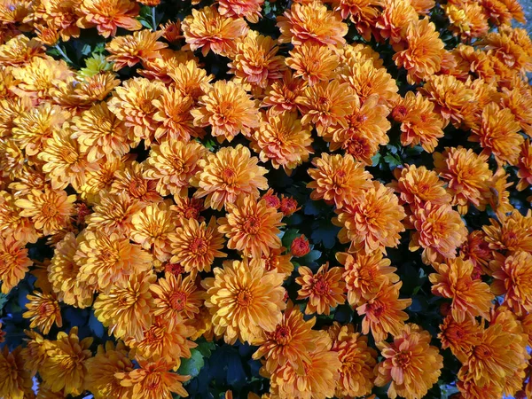 Toutes Les Fleurs Chrysanthème Comme Fond Floral — Photo