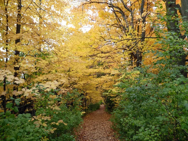 Sentiero Autunno Paesaggio Con Alberi Colorati — Foto Stock