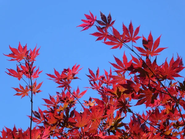 Branch Red Maple Leaves — Stock Photo, Image