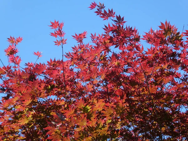 Ramo Com Folhas Bordo Vermelho Como Fundo Floral — Fotografia de Stock