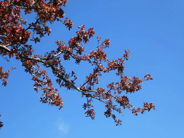 Blooming Tree Branch Background Blue Sky — Stockfoto