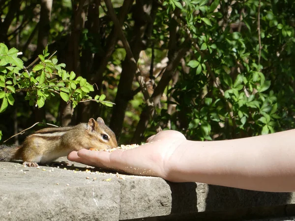 Chipmunk Äter Frön Handen — Stockfoto