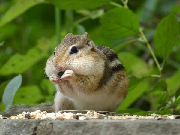 Chipmunk Die Zaden Eet Het Park — Stockfoto