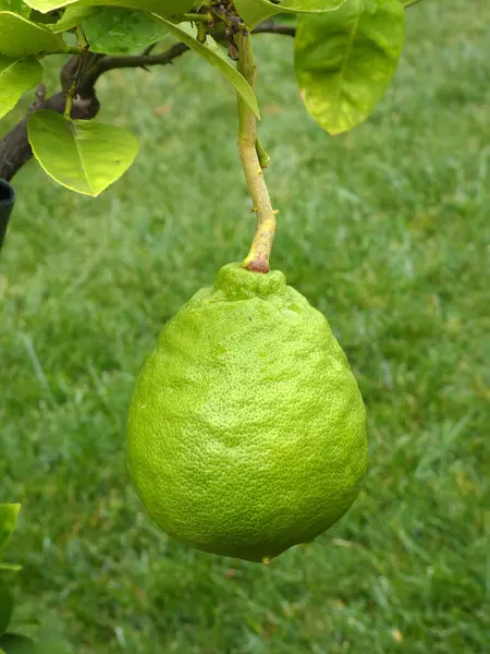 Зелений Лимон Гілці Дерева — стокове фото