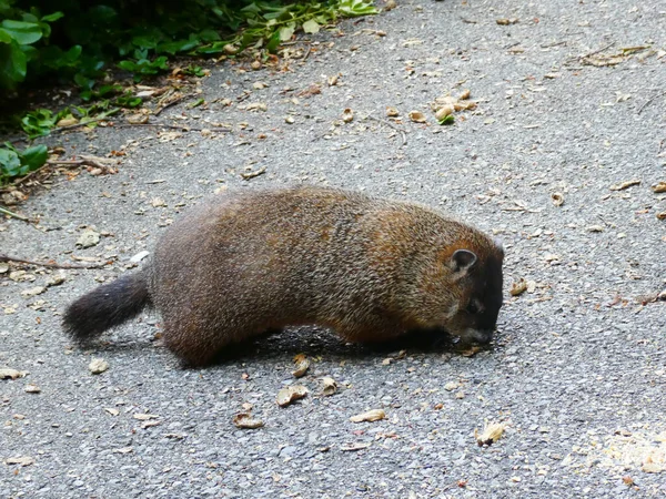 Gopher Comiendo Nueces Parque —  Fotos de Stock