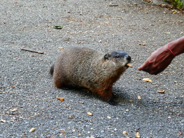 Gopher Asking Nuts Park — Stock Photo, Image