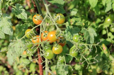 Çalılıklarda kiraz domatesleri