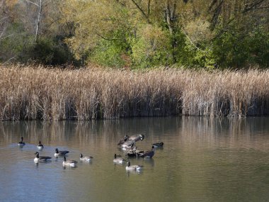 Su yüzeyindeki kaz sürüsü.