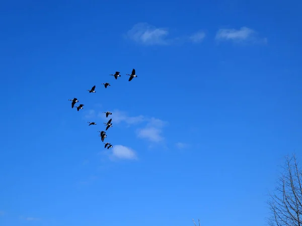 Πετούν Στον Γαλάζιο Ουρανό — Φωτογραφία Αρχείου