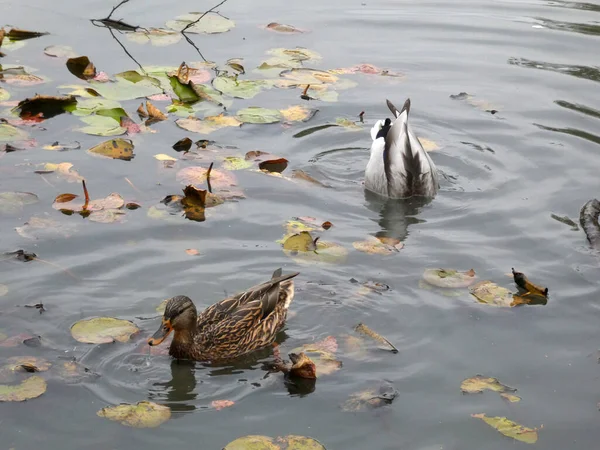 Patos Buceando Agua Buscando Comida — Foto de Stock