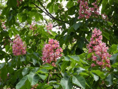 Kestane ağacının dalında çiçekler