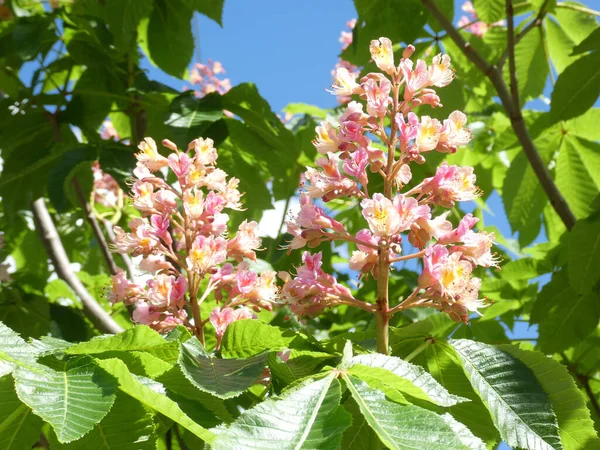 Blumen Auf Dem Zweig Der Kastanie — Stockfoto