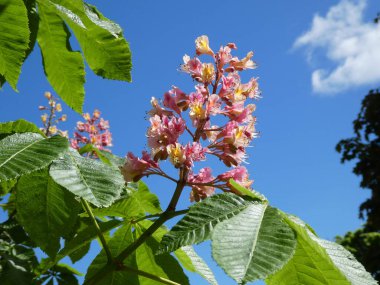 Kestane ağacının dalında çiçekler