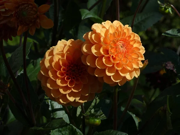 Deux Dahlias Orange Fleurissent Sur Lit Fleurs — Photo