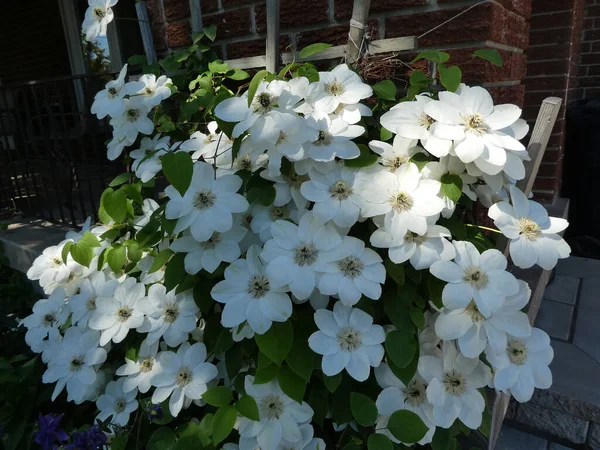 Rosafarbene Klematise Als Floraler Hintergrund — Stockfoto