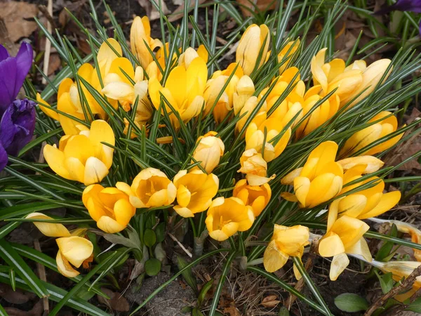 Yellow Crocuses Flower Bed — Stock Photo, Image