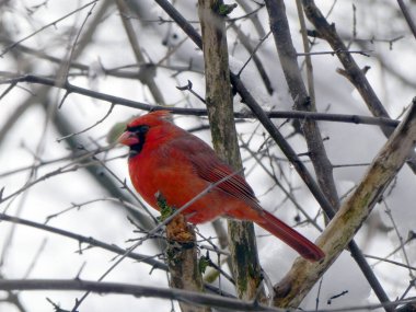 Kırmızı kardinal kuş dalda oturuyor