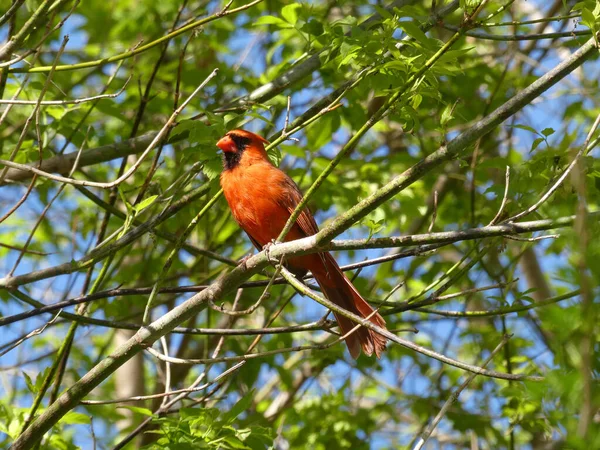 Oiseau Cardinal Rouge Assis Sur Branche — Photo