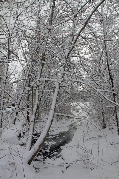 Paisaje Invernal Con Árboles Río —  Fotos de Stock