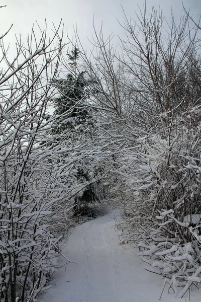 Paisagem Inverno Com Árvores Trilha — Fotografia de Stock