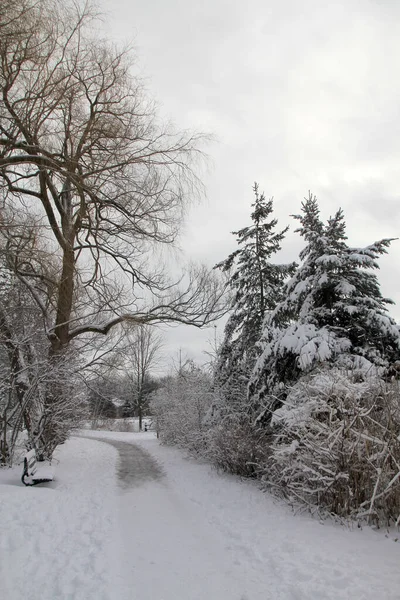 Der Weg Winterwald — Stockfoto