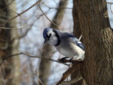Mavi kuş dalda oturuyor