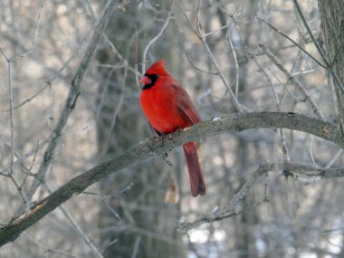 Kırmızı kardinal kuş dalda oturuyor