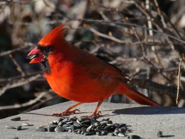 Kırmızı erkek kardinal kuş.