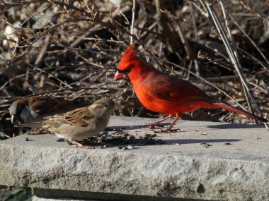 Kırmızı erkek kardinal kuş.
