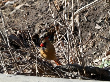 Dişi kardinal kuş dala oturmuş