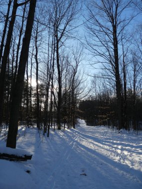 Kış ormanında gün batımı