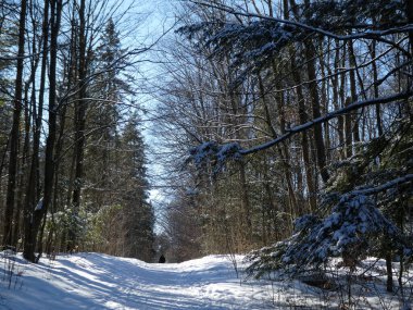 Kış ormanında gün batımı