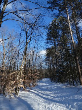 Kış ormanında gün batımı