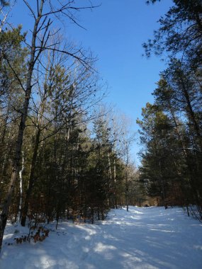 Kış ormanında güneşli bir gün