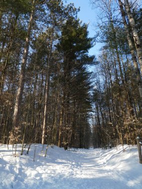 Kış ormanında güneşli bir gün
