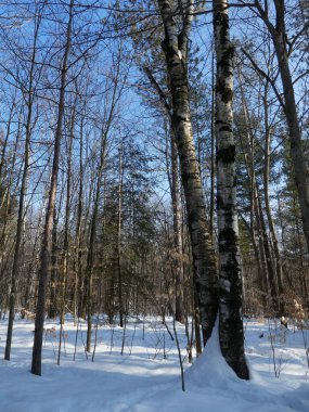 Kış ormanında güneşli bir gün