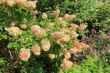 Bahçede çiçek açan pembe ortanca