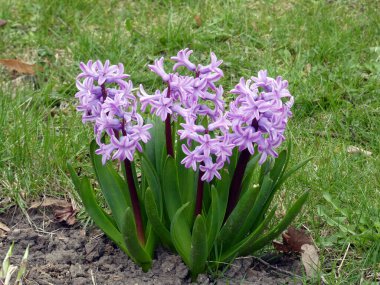 Çiçek tarhında mor sümbüller.