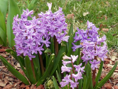 Çiçek tarhında mor sümbüller.