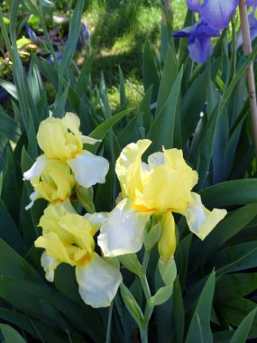 Bahçedeki renkli irisler