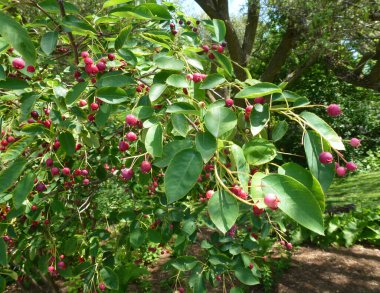 Çalı dalında kırmızı meyveler