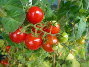 Çalılıklarda kiraz domatesleri