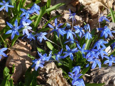 Çiçek arkaplanı olarak bir sürü yabani çiçek