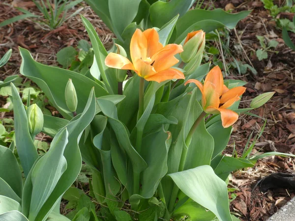 Orangefarbene Tulpen Auf Dem Beet — Stockfoto